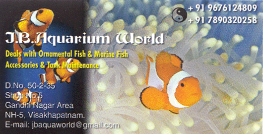 J B Aquarium World Sales Gandhi Nagar Area NH 5 in Visakhapatnam Vizag,NH 5, NSTL In Visakhapatnam, Vizag