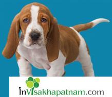 Honey Pet Zone Pets Sales Accessories Puppies Appughar in Visakhapatnam Vizag